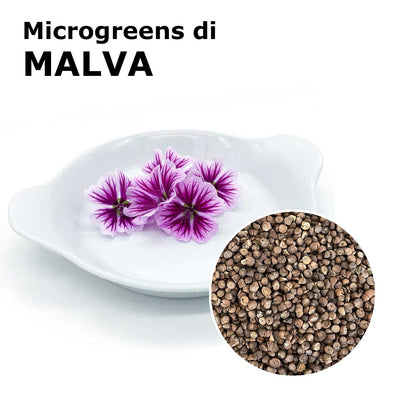 Semi per microgreens - Malva Skin
