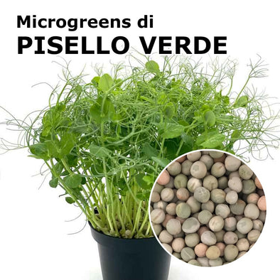 Semi per microgreens - Pisello verde Viridios