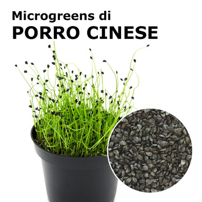 Semi per microgreens - Porro cinese Pucca