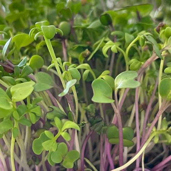 Microgreen seeds - Spicy mix Becky's