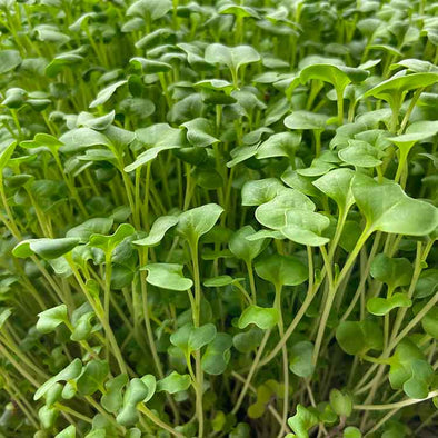 Microgreen seeds - Cabbage mixes Malawi