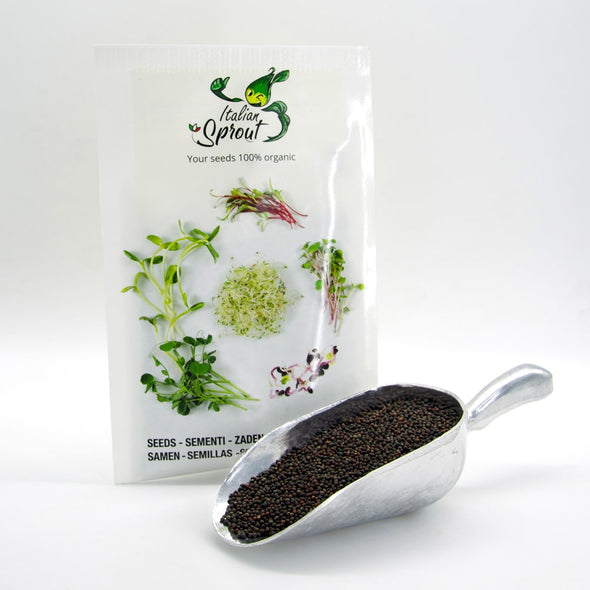 Microgreen seeds - Red cabbage Marte