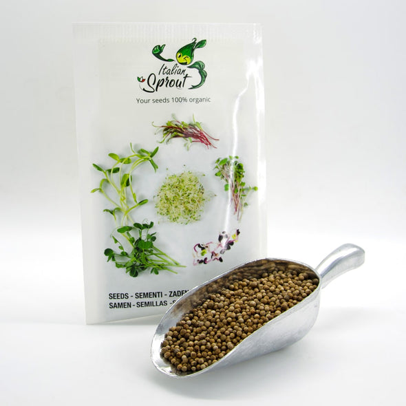 Microgreen seeds - Coriander Bombei