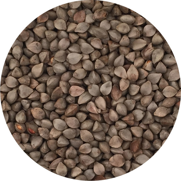 Microgreen seeds - Buckwheat Sinai