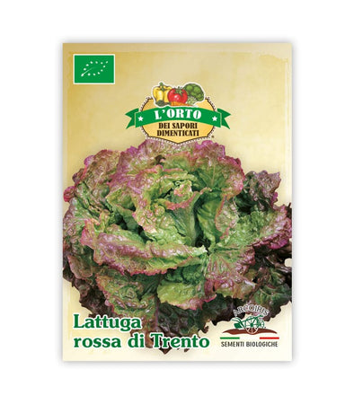 Lattuga Rossa di Trento - Italian Sprout