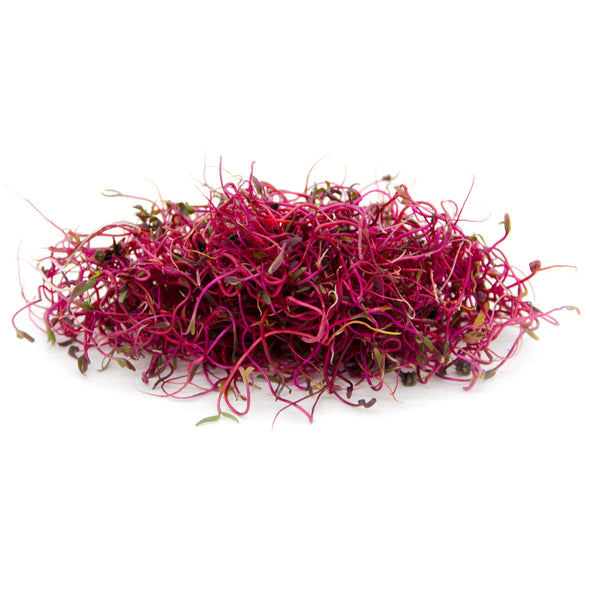 Sprouting seeds - Bull’s Blood beet Granada