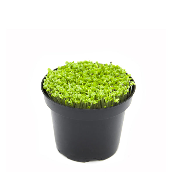 Microgreen seeds - Green basil Zena