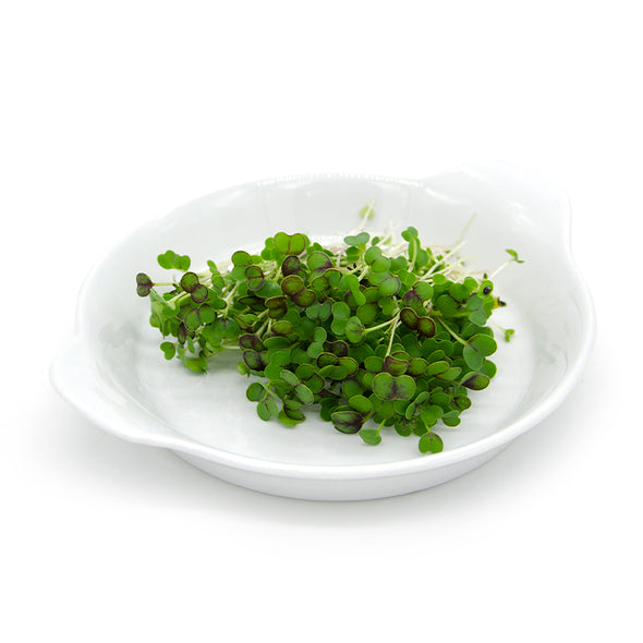 Microgreen seeds - Red russian kale Portugal
