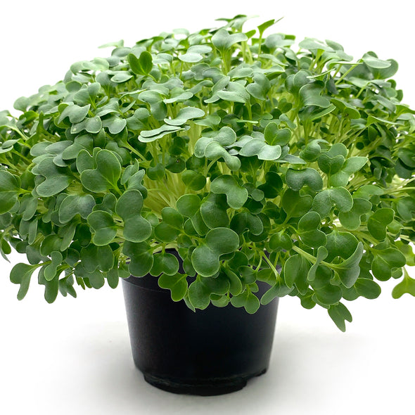 Microgreen seeds - Green cabbage Osiride
