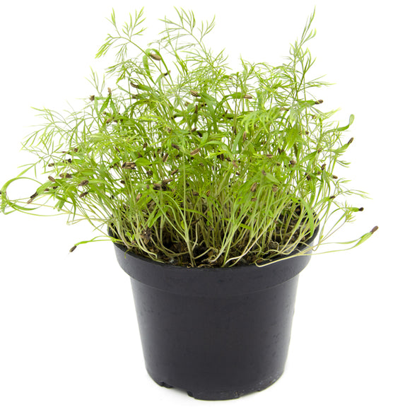 Microgreen seeds - Bronze fennel Lupin
