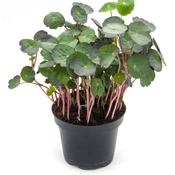 Microgreen seeds - Nasturtium empress Ruby