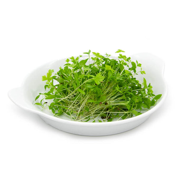 Microgreen seeds - Parsley Green Musk