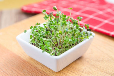 Microgreens di Broccolo calabrese: come coltivarli