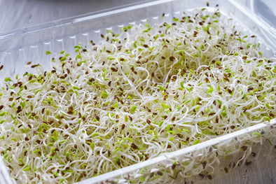 Germogli di alfalfa: come coltivarli?