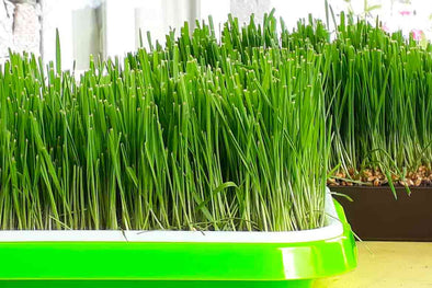 Come crescere i Microgreen senza terreno - è una buona idea?