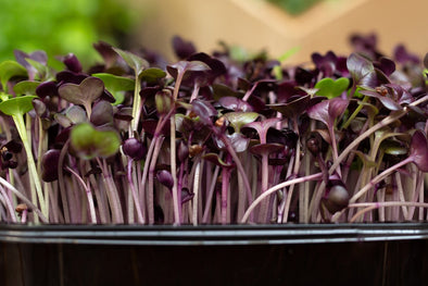 Microgreens di Ravanello: come coltivarli?