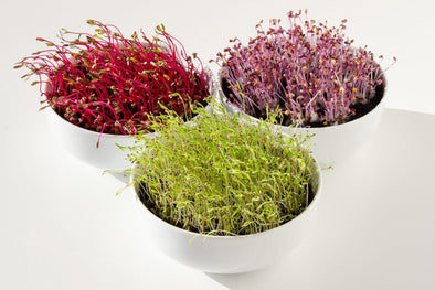 Substrati per microgreens, quali utilizzare?