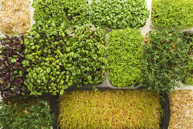 Quali sono le vere foglie dei Microgreens?