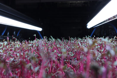 La miglior luce per crescere i Microgreens