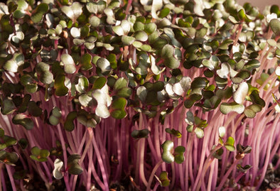 10 Varietà di Microgreens da coltivare a casa