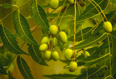 Frutti dell'olio di neem