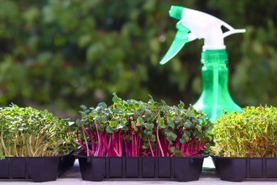 Microgreens: tutto quello che serve sapere