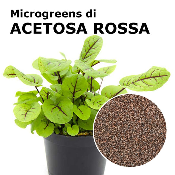 Semi per microgreens - Acetosa a vena rossa Sidro