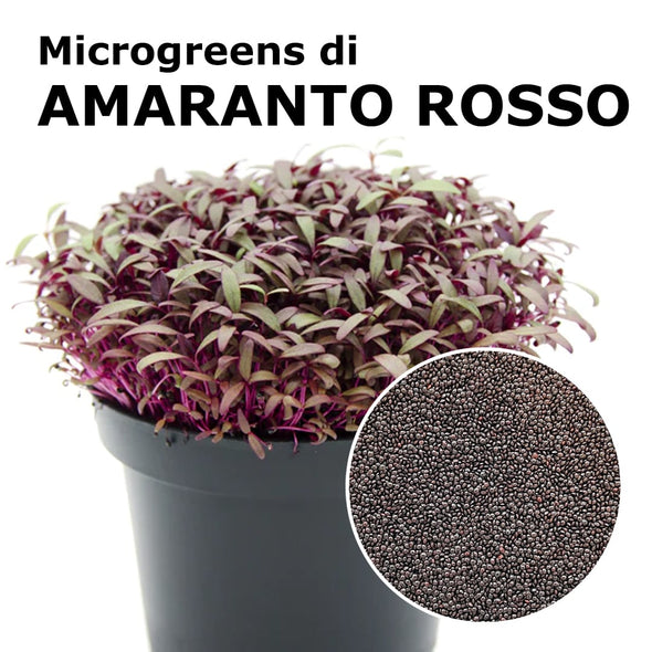 Semi per microgreens - Amaranto rosso Lakota