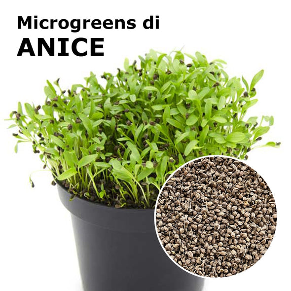 Semi per microgreens - Anice Angel