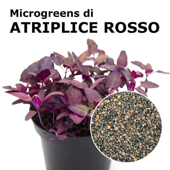Semi per microgreens - Atriplice rosso (Spinacione) Grisù