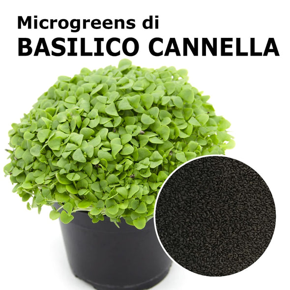 Semi per microgreens - Basilico Cannella Bronze