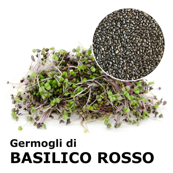 Semi da germoglio - Basilico rosso Pompei