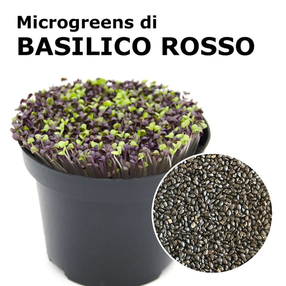 Semi per microgreens - Basilico rosso Pompei