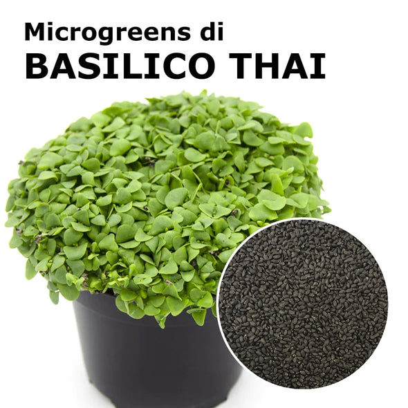 Semi per microgreens - Basilico Thai Aroma