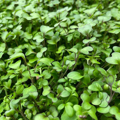 Semi per microgreens - Mix speziato Becky's