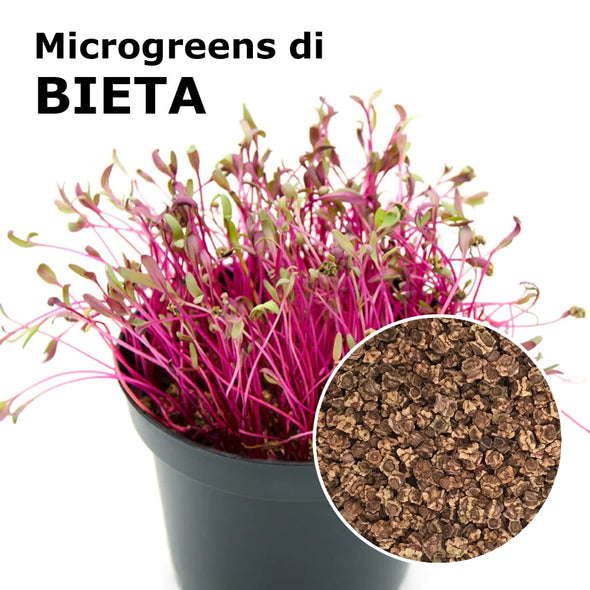 Semi per microgreens - Bieta Agata