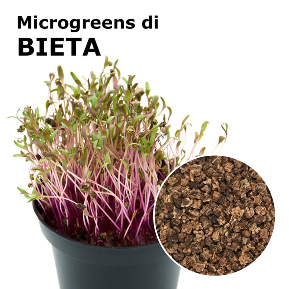 Semi per microgreens - Bieta Coral