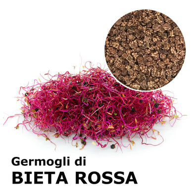 Semi da germoglio - Bieta rossa Agata