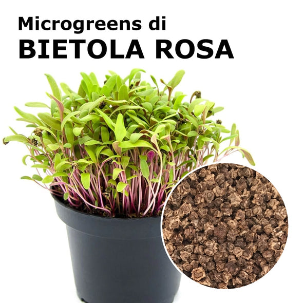 Semi per microgreens - Bietola rosa Confetti