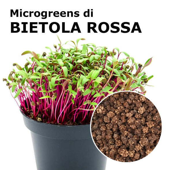 Semi per microgreens - Bietola rossa Sunset