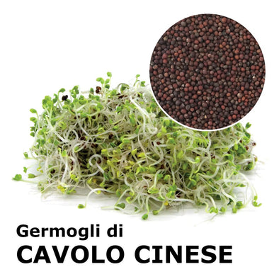 Semi da germoglio - Cavolo Cinese Loko