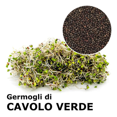 Semi da germoglio - Cavolo Verde Osiride