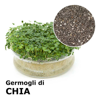 Semi da germoglio - Chia Helmet