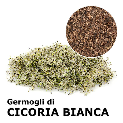 Semi da germoglio - Cicoria a stelo bianco Luke