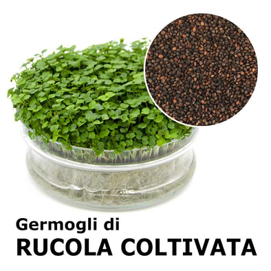 Semi da germoglio - Rucola coltivata Matisse