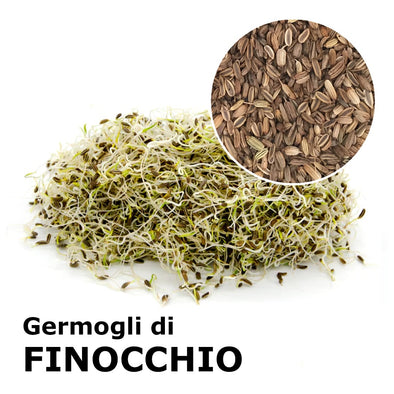 Semi da germoglio - Finocchio Napo