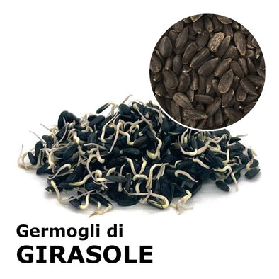 Semi da germoglio - Girasole Buddy