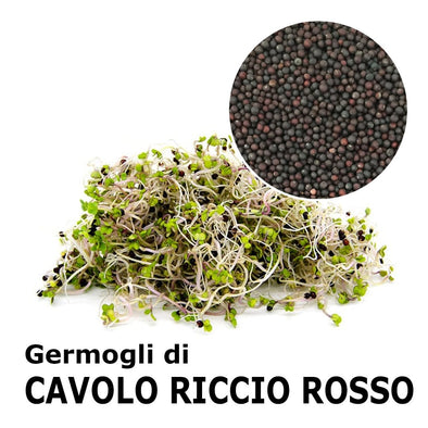 Semi da germoglio - Cavolo riccio rosso Zivago