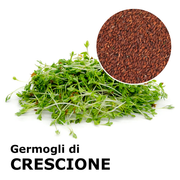 Semi da germoglio - Crescione Romagna