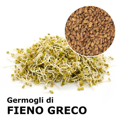 Semi da germoglio - Fieno greco Perseo